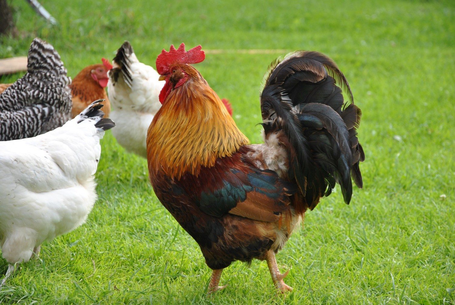 galo no campo com as galinhas