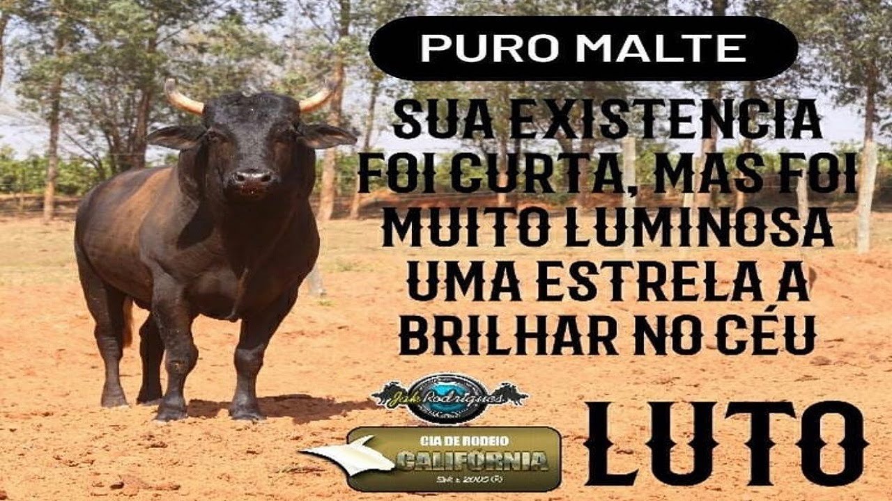 Brasileiro morre ao cair de touro em rodeio em Massachusetts - AcheiUSA
