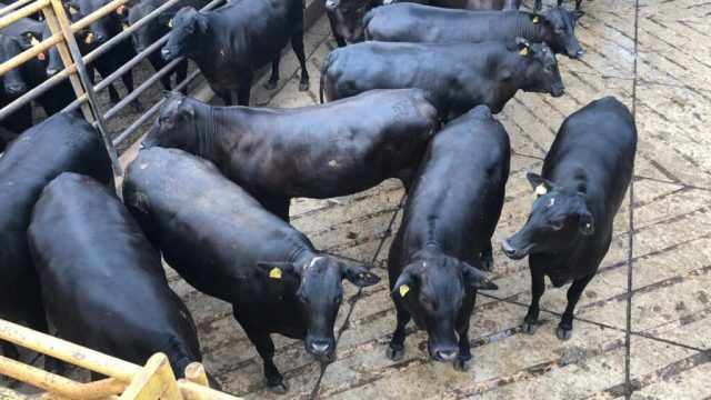 novilhas-angus-zero-dentes-19-arrobas-gordura-3-4-premio-20-reais-confinamento-australiano-terra-do-pe-de-cedro-coxim-ms-1024x576