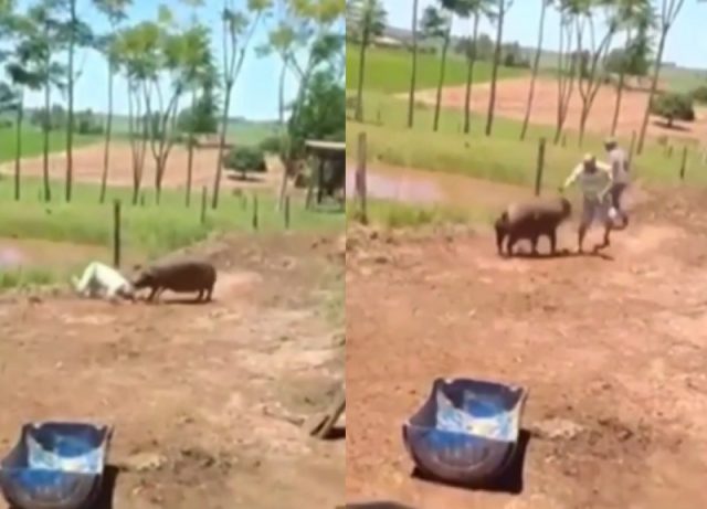 porco ataca produtor rural