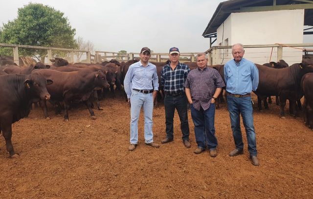 prova de desempenho raca santa gertrudis fazendas uniao do brasil