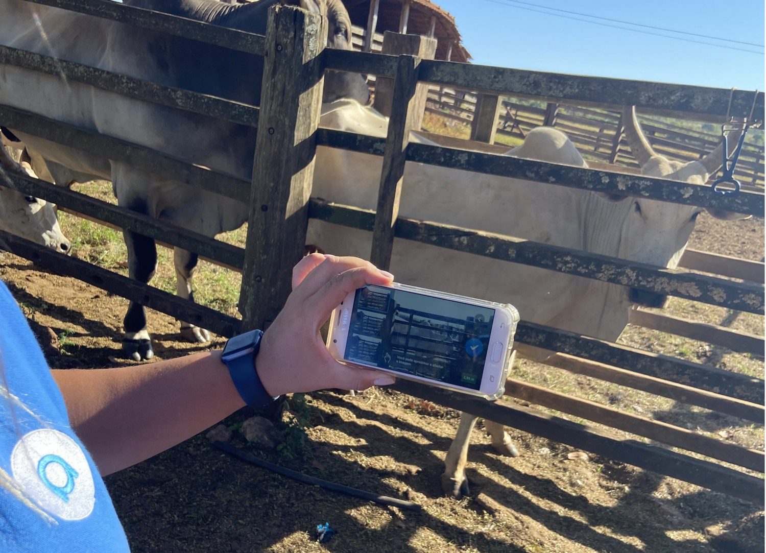 santos lab - App que pesa gado através de foto é lançado no Brasil