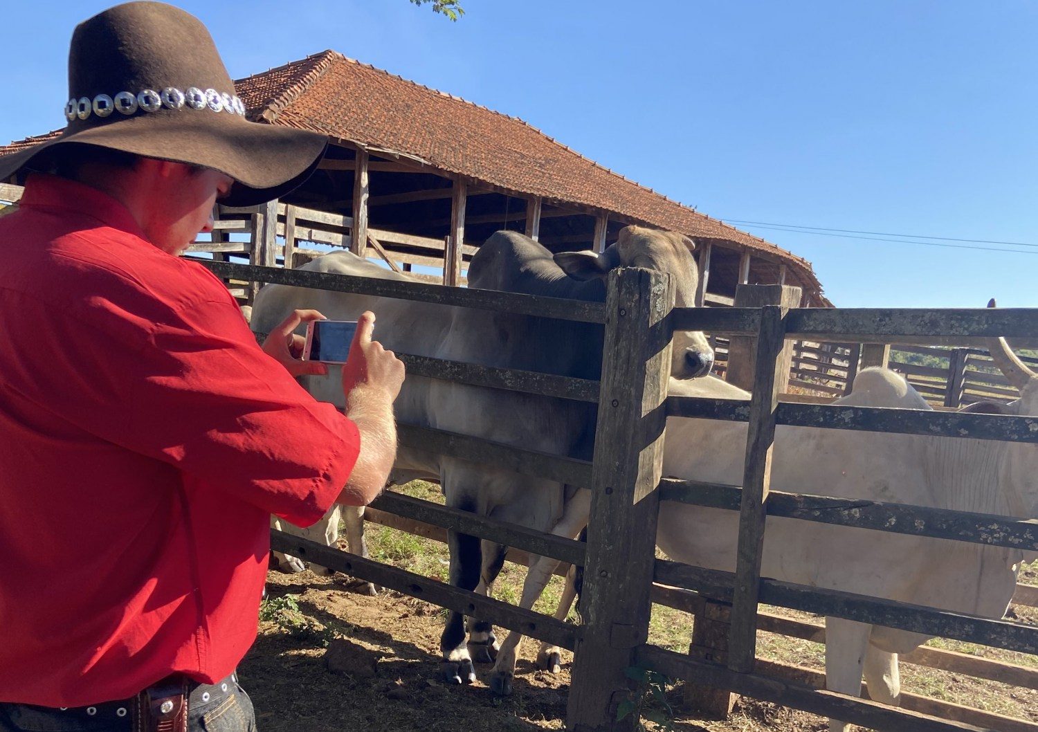 santos lab - App que pesa gado através de foto é lançado no Brasil