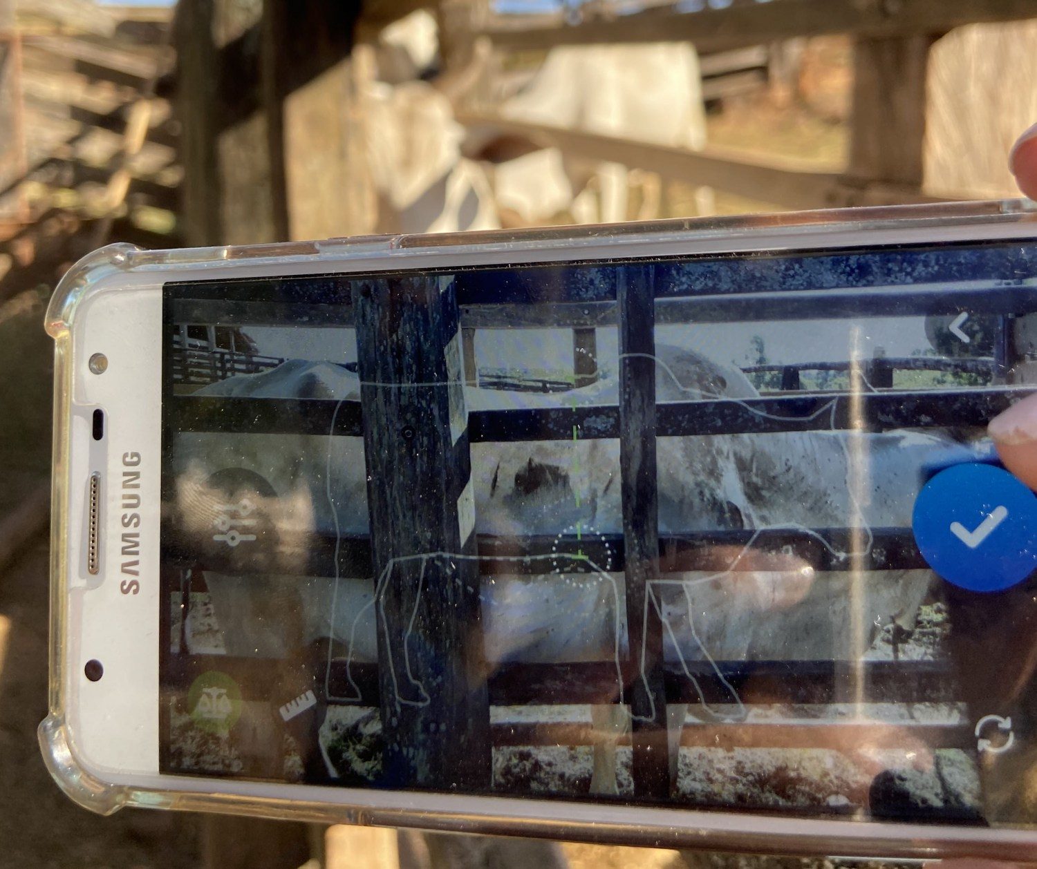 santos lab - App que pesa gado através de foto é lançado no Brasil - Agroninja Beefie