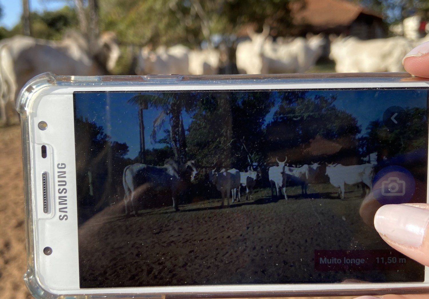 santos lab - App que pesa gado através de foto é lançado no Brasil