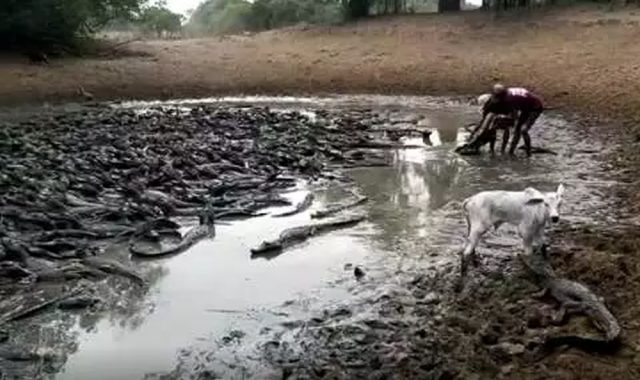 seca no pantanal