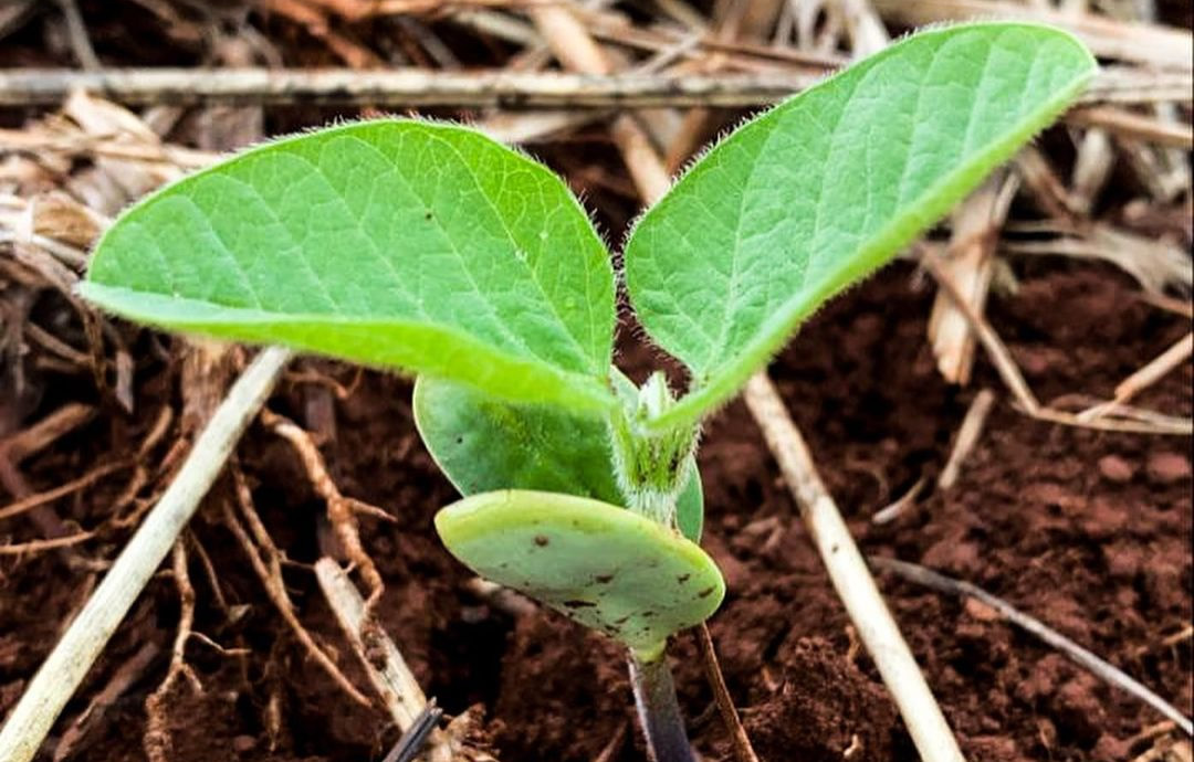 soja plantada -- plantio direto