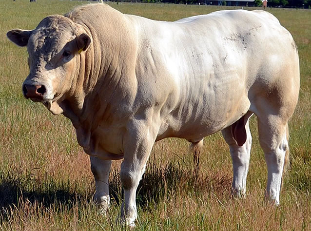 touro Blonde-d-Aquitaine na Austrália