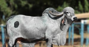 touro da raca Gir Leiteiro - Harus FIV