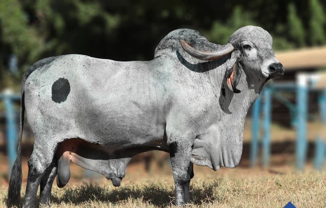 touro da raca Gir Leiteiro - Harus FIV touro da raca Gir Leiteiro - Harus FIV