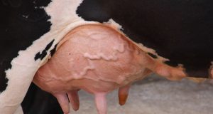 vaca de leite ubere
