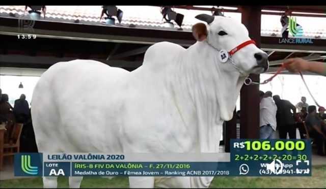 recorde vaca-nelore-iris-8-fiv-da-valonia