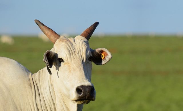 vaca nelore sozinha close foto