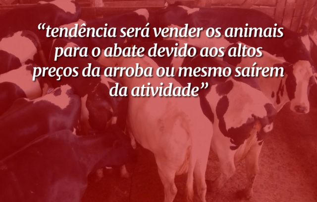 vacas holandesas indo para o abate 1
