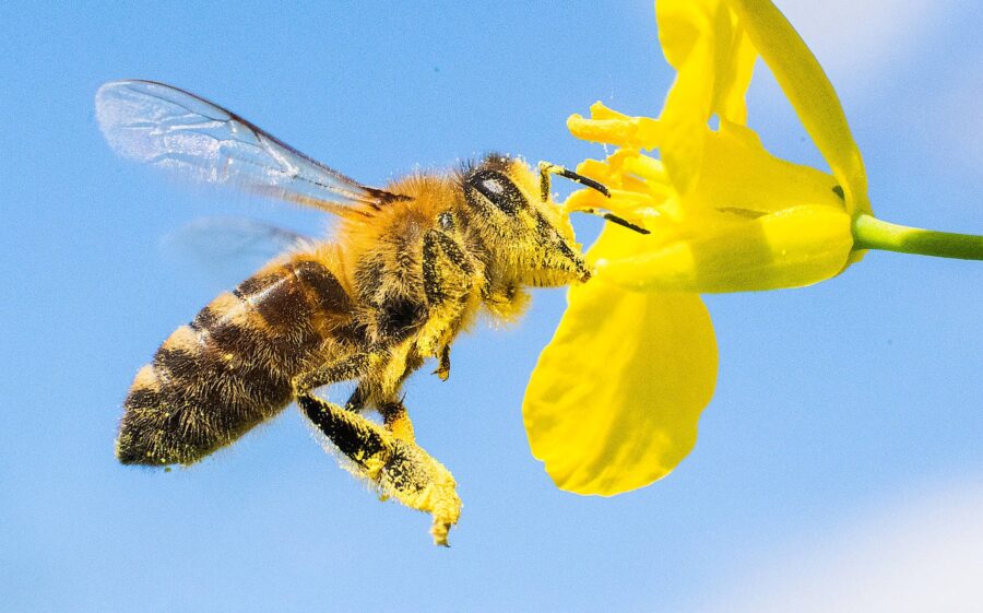 Só as abelhas acumulam grãos de pólen nas partes externas do corpo. 