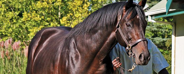 Colecionador de Sacis - A maior vespa brasileira é a Mata Cavalo ou Cavalo-do-cão  (Pepsis sp). Outro nome que recebe é Marimbondo caçador. Na cultura  popular, por vezes é vista como um