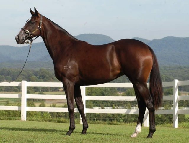 Fusaichi Pegasus