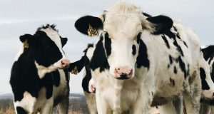 Entenda a diferença- intolerância à lactose versus alergia à proteína do leite de vaca