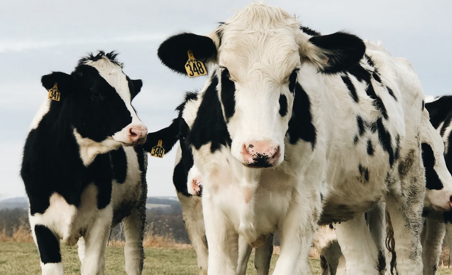 Entenda a diferença- intolerância à lactose versus alergia à proteína do leite de vaca