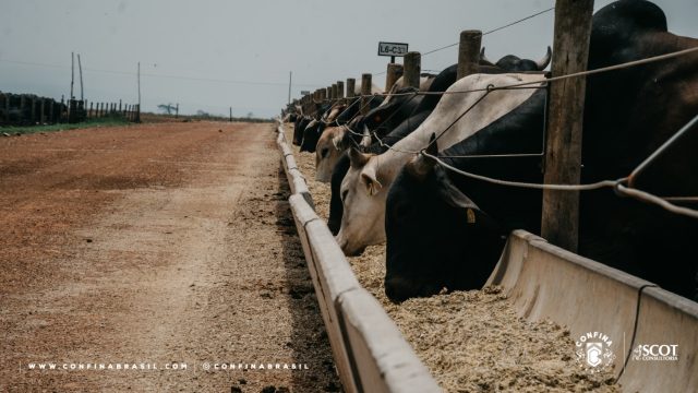 Confina Brasil mapeia 1,5 mi de bovinos confinados no país Confina Brasil mapeia 1,5 mi de bovinos confinados no país