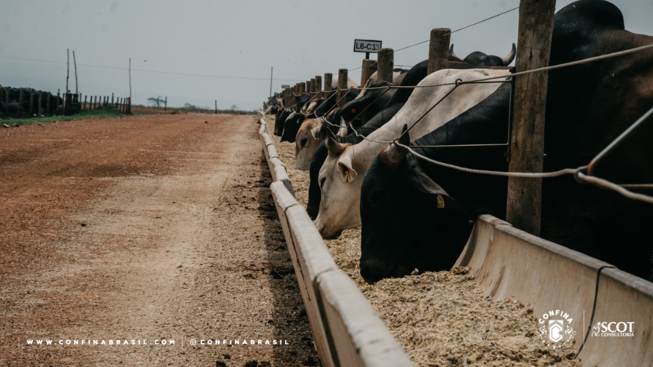 Confina Brasil mapeia 1,5 mi de bovinos confinados no país