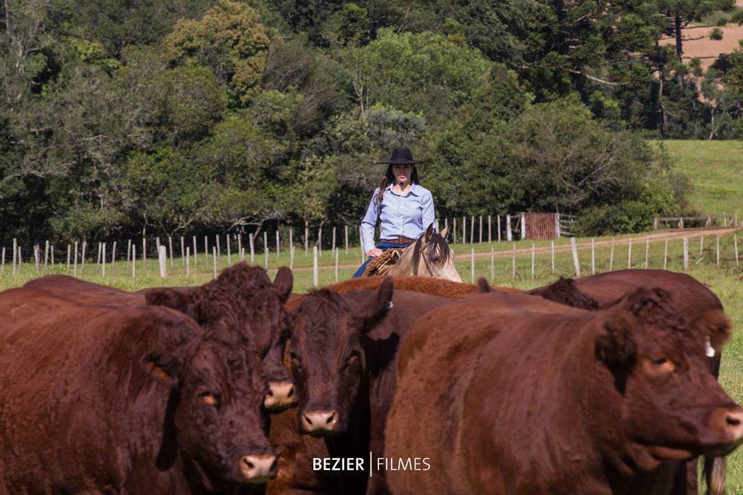 Mariana Moura Cherubini tocando o gado devon