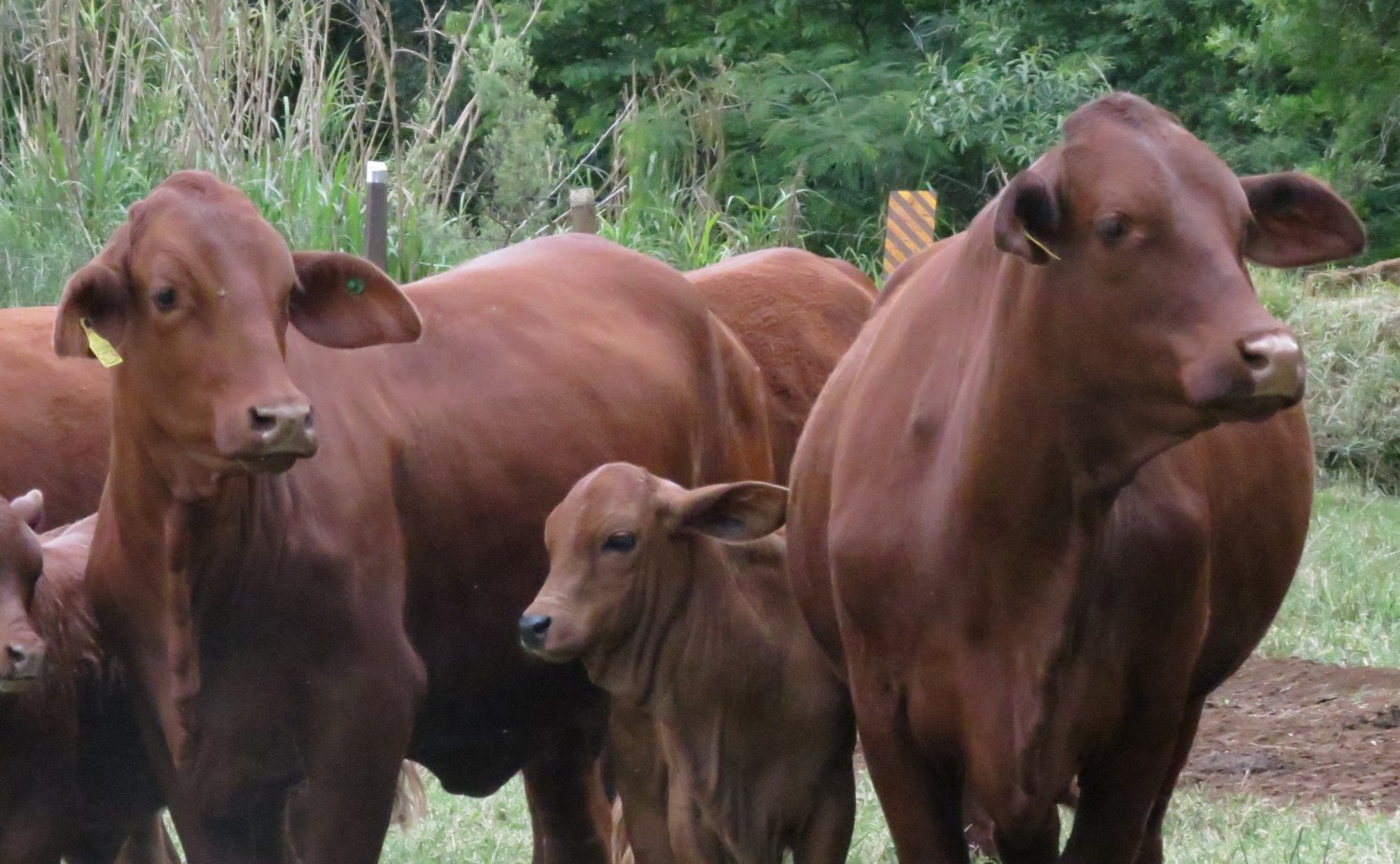 Primeiros animais da raça Bravon registrados são de Santa Catarina