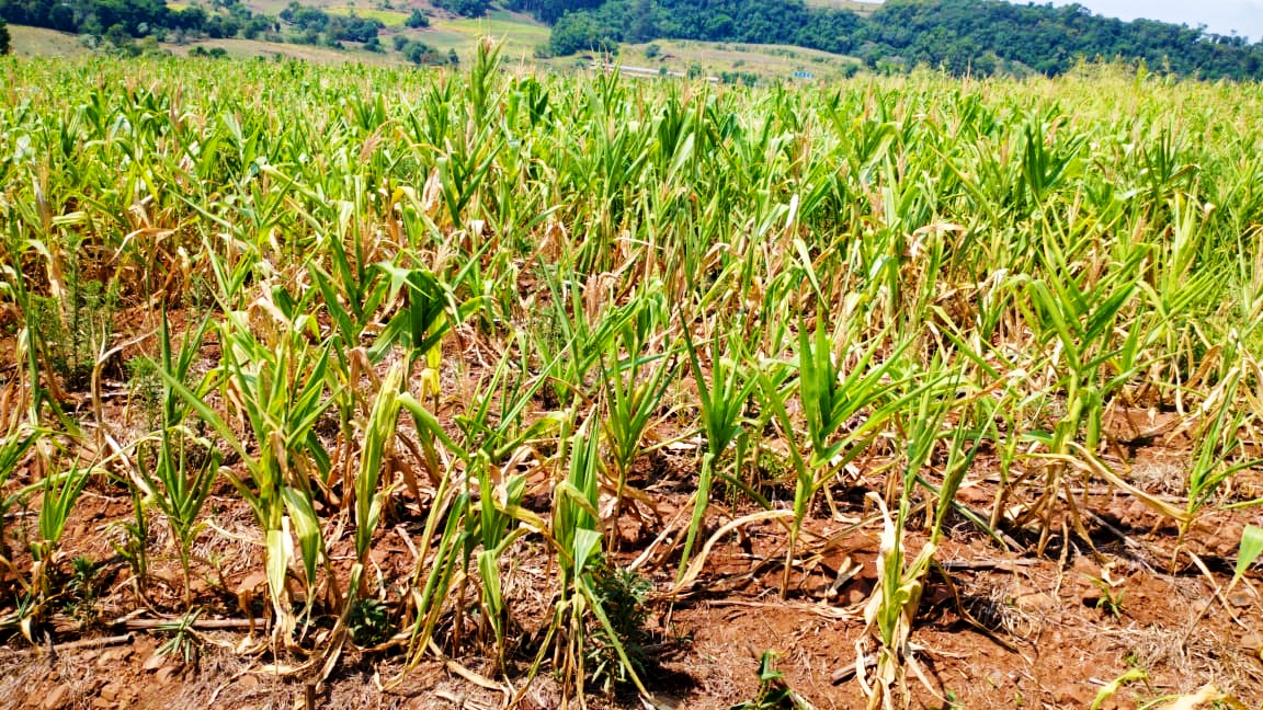 Federação (FAESC) projeta colheita de 5,3 milhões de toneladas, 1,3 milhão a menos que o previsto para a safra 2020/2021