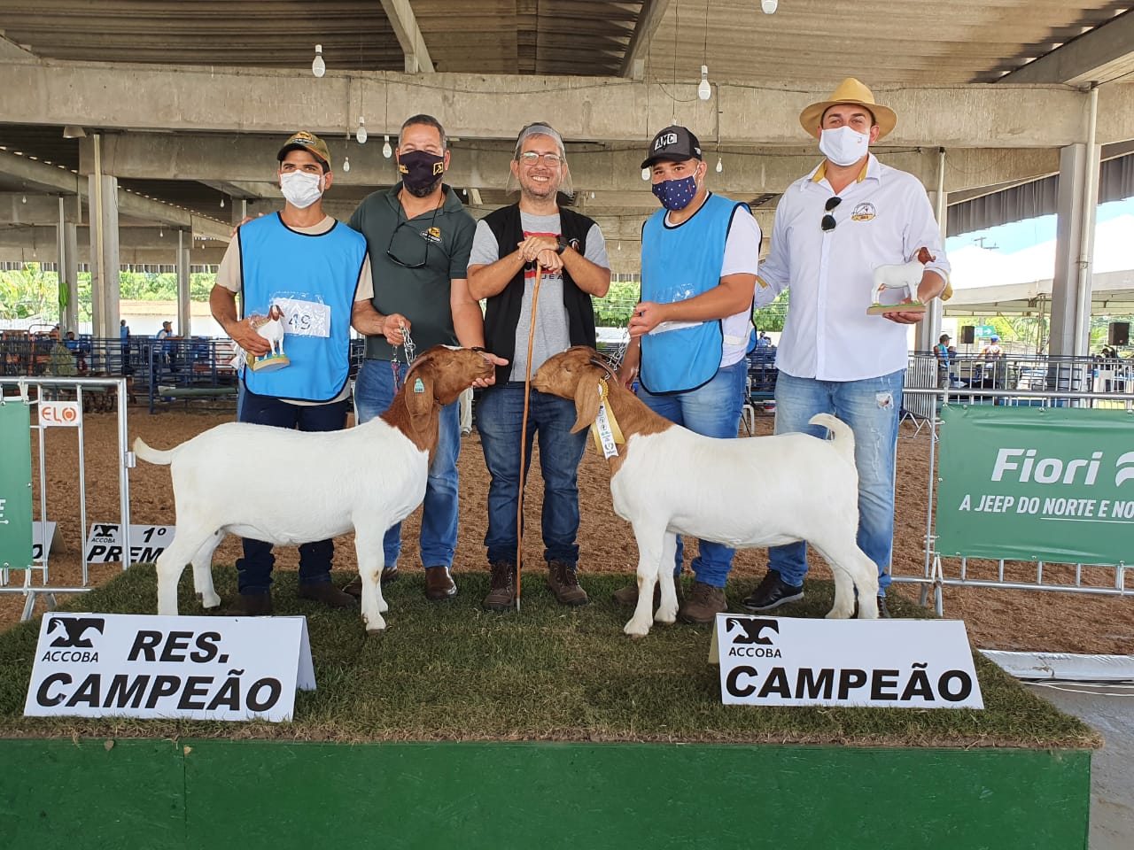 Propriedade catarinense é referência na produção de caprinos PO --