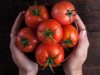 SINDIVEG-O-tomate-altamente-consumido-no-Brasil-pode-ter-explosao-de-precos-com-reducao-do-volume-producao