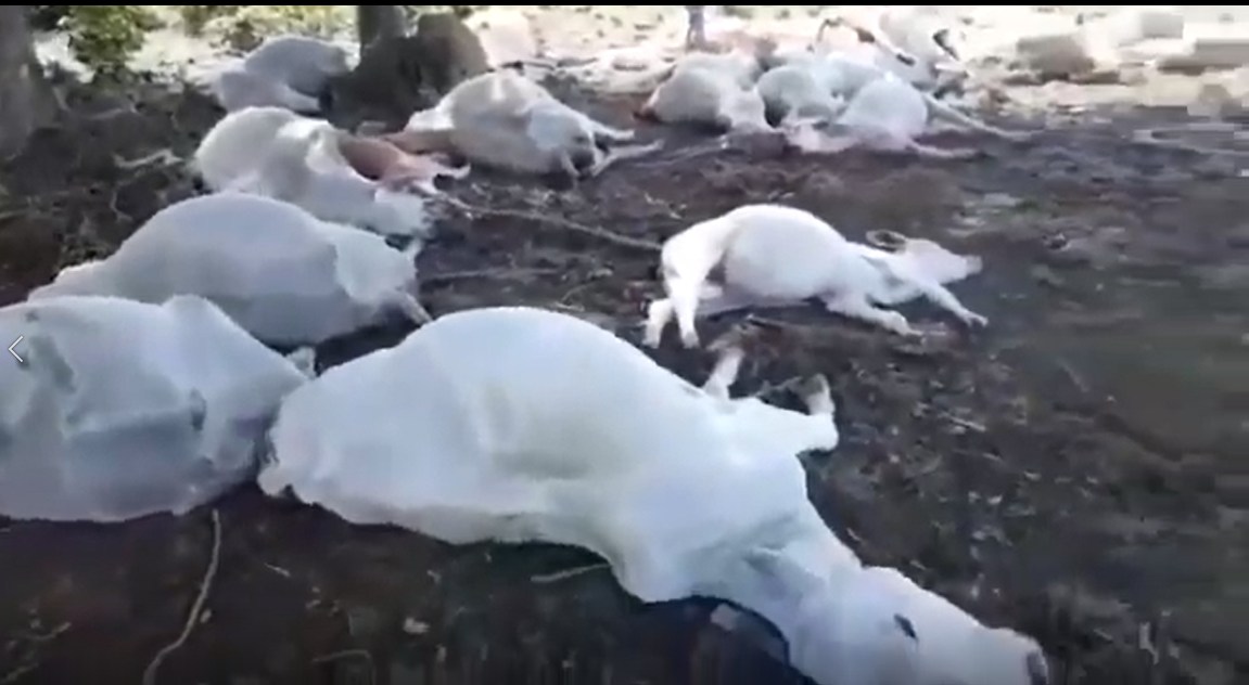 Fatalidade: raio mata tropa de cavalos em fazenda; vídeo — CompreRural