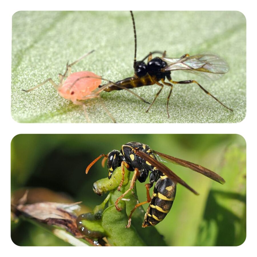 Vespas são predadoras de diversos insetos causadores de prejuízos às lavouras. 