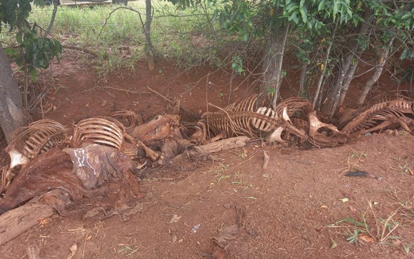 CEMITÉRIO DE CAVALOS: CARNE DE ANIMAIS PODE TER SIDO VENDIDA EM AÇOUGUES 