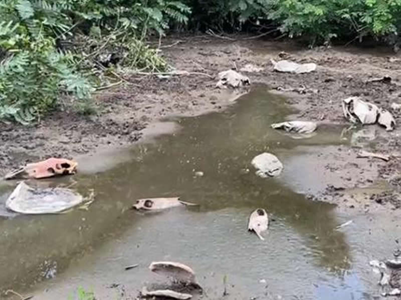 Polícia fecha abatedouro clandestino de cavalos em Quitandinha