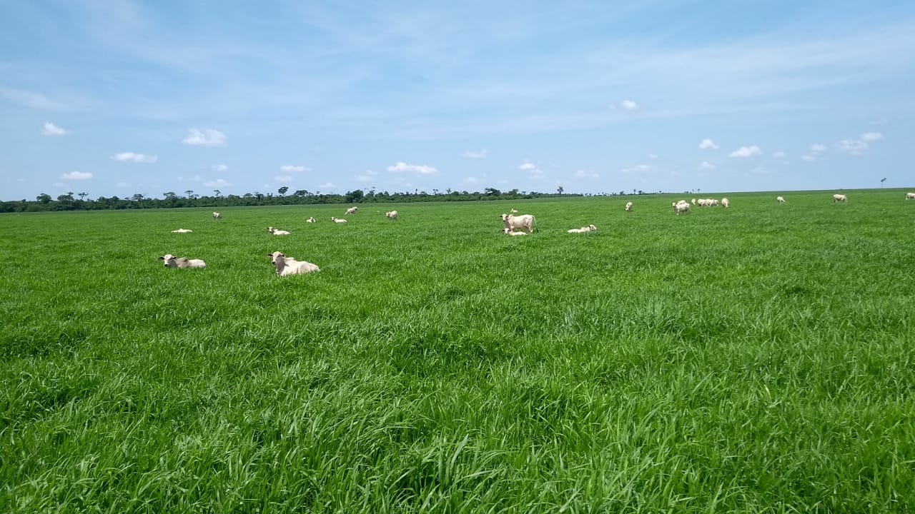 Fazenda Campina é Unidade de Referência Tecnológica de Integração Lavoura-Pecuária; caso de sucesso em solos arenosos é retratado em publicação