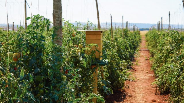 Plataforma validará boas práticas, segurança e qualidade dos alimentos Plataforma validará boas práticas, segurança e qualidade dos alimentos