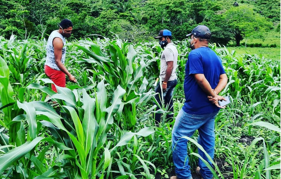 extensao rural pelo brasil