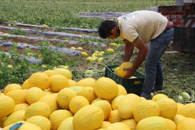 Setor de hortifruti investe em tecnologia para enfrentar condições climáticas extremas Setor de hortifruti investe em tecnologia para enfrentar condições climáticas extremas