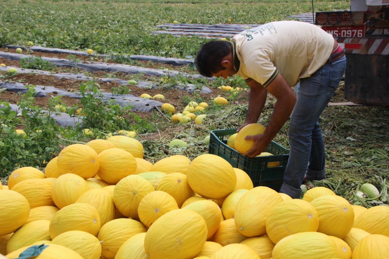 Setor de hortifruti investe em tecnologia para enfrentar condições climáticas extremas