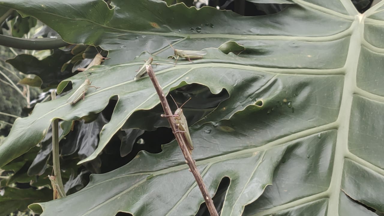 gafanhotos atacam lavoura de soja no noroeste do Rio Grande do Sul