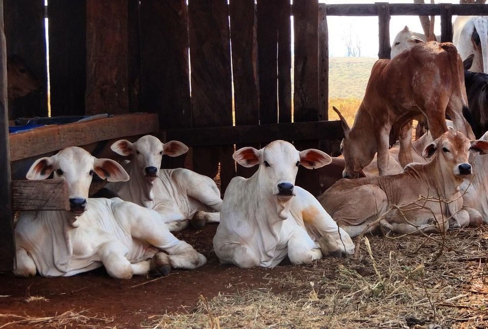 marca peira bezerros no creep-feeding