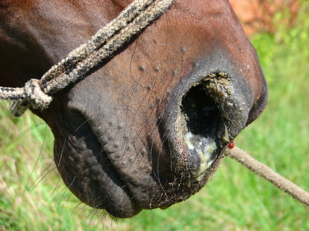 Cavalaria entomológica: insetos com nome alusivo aos equinos - Fauna News