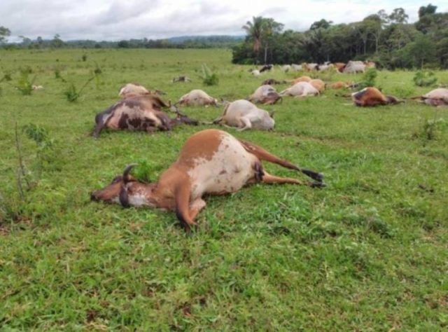 25 vacas leiteiras e sete bezerros morrem após queda de raio em Ouro Preto do Oeste (RO) — Foto: Reprodução/Correio Central