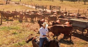 vaqueiro pecuarista tocando o gado senepol - fotao