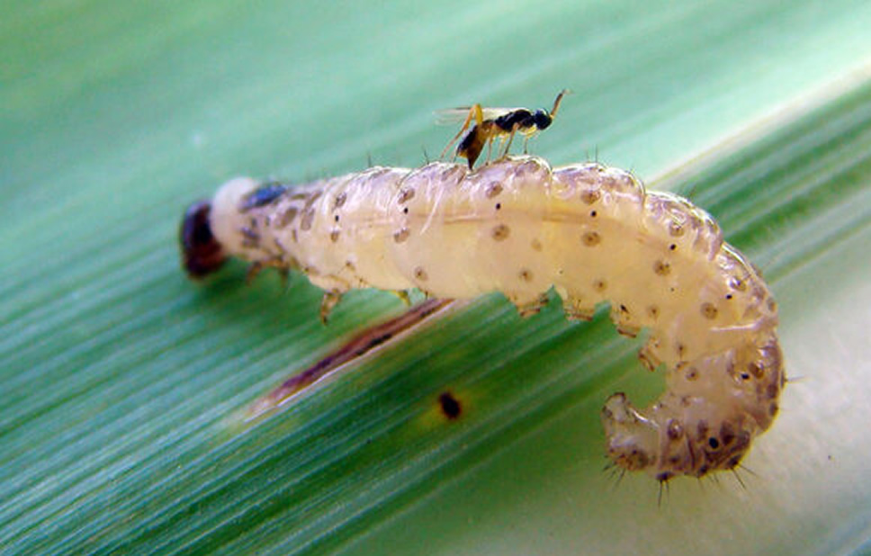 vespa atacando lagarta