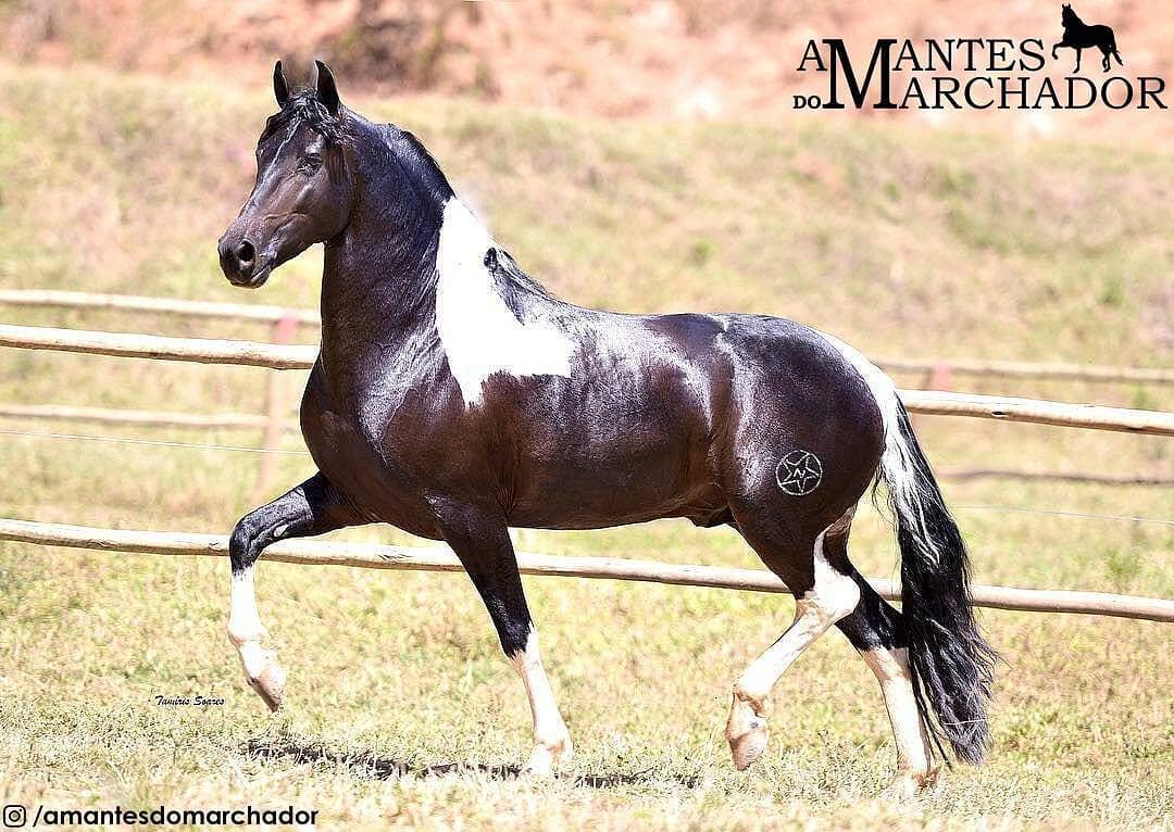 Conheça as principais raças de cavalo criadas no Brasil! I Petz