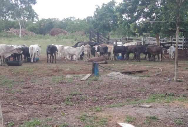Polícia recupera 82 cabeças de gado roubadas em fazenda Polícia recupera 82 cabeças de gado roubadas em fazenda
