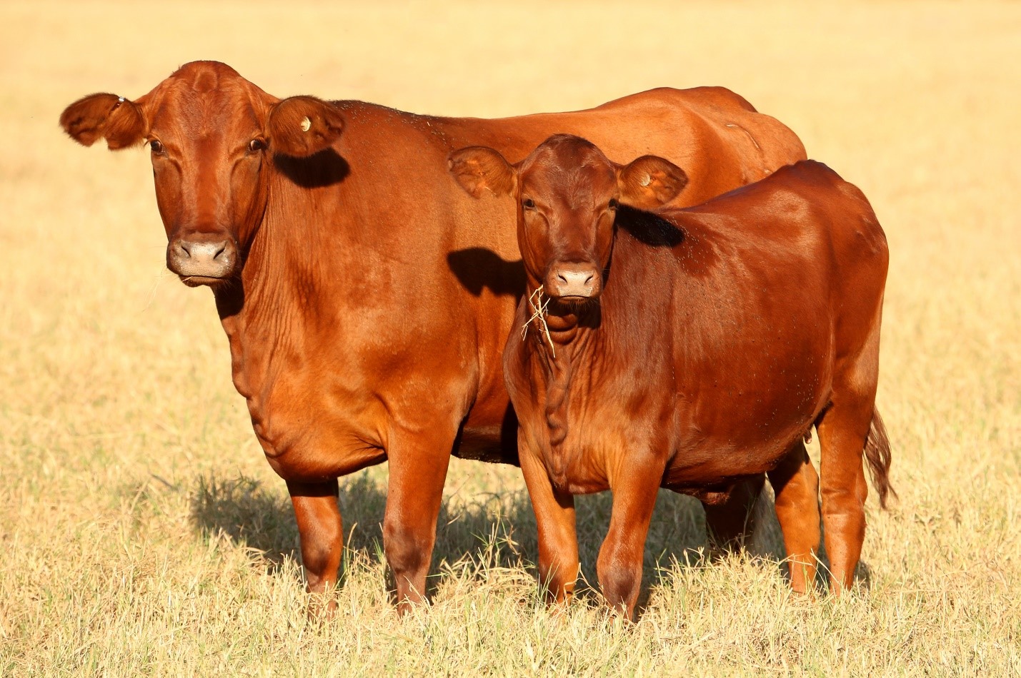 American Red - Santa Gertrudis