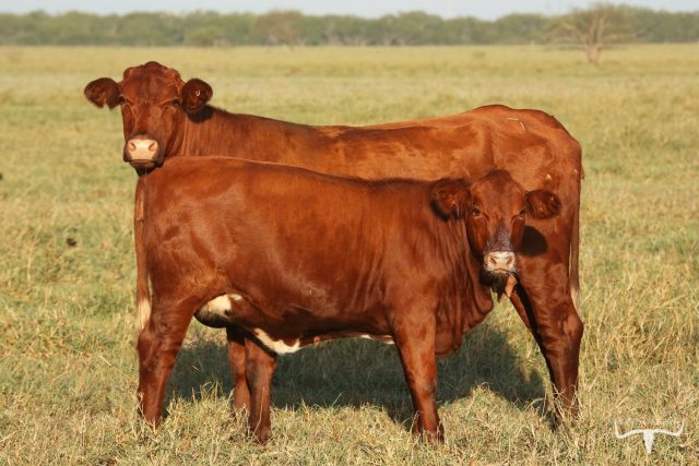 American Red - Santa Gertrudis American Red - Santa Gertrudis