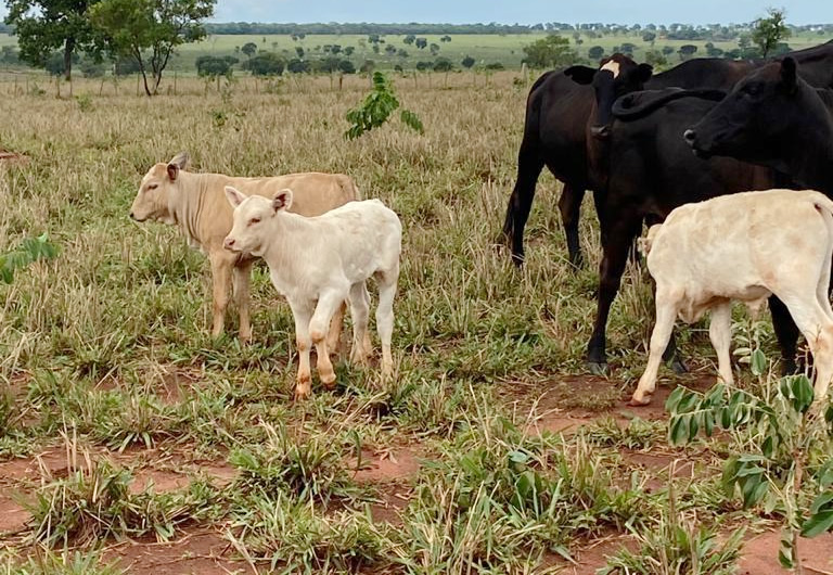 Benefícios da raça Canchim no Cruzamento Industrial